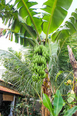 Fototapeta premium bananas