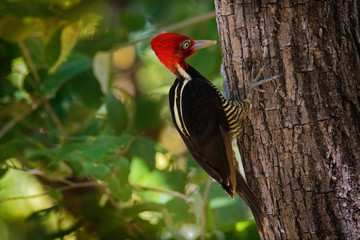Pale-billed woodpecker - Campephilus guatemalensis  is a very large woodpecker that is a resident breeding bird from northern Mexico to western Panama