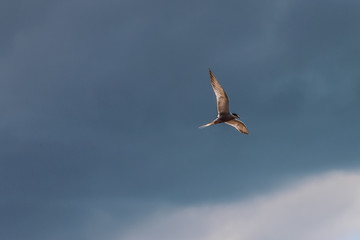 hungry tern in flight with spread wings against the cloudy sky before a thunderstorm. concept of peace and serenity.