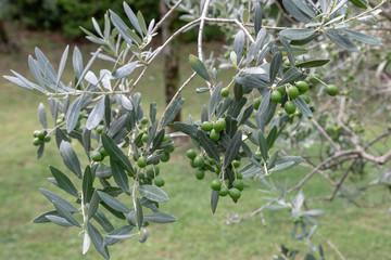 Green olives growing on an olive tree in an olive grove in Lombardy Italy