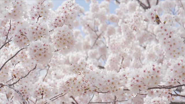 Sakura cherry blsoom are full bloom.