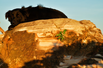 Dog on the rocks in Brazil