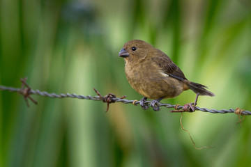 Black (Variable) Seedeater - Sporophila corvina  passerine bird which breeds from southern Mexico through Central America to the Chocó of northwestern South America