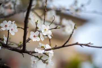 White blossoms of a tree during springtime