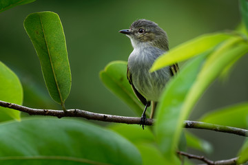 Western Wood-pewee - Contopus sordidulus small tyrant flycatcher. Adults are gray-olive on the upperparts with light underparts, washed with olive on the breast