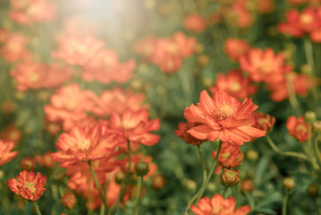 Vivid orange cosmos flowers in garden