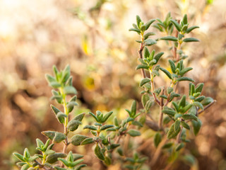 close up of green thyme leaves on stems food kitchen home