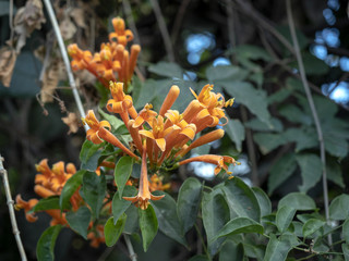 Tall tree with beautiful red flowers, Guatemala