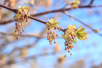 Close-up photo of spring young fresh leaves on tree branches with buds, soft focus and blur background. Concept of new life.