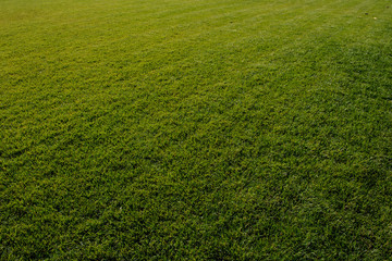 Green grass background texture
