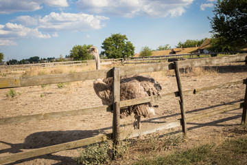 The funny head of an ostrich looks into the camera. Photographed in the summer.