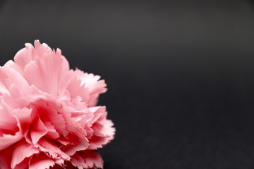 Nahaufnahme einer rosa Nelke vor dunklem Hintergrund