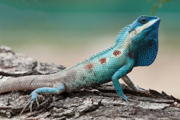 Oriental garden lizard.Old Wolrd lizards.