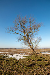 Lonely tree on the snow field.