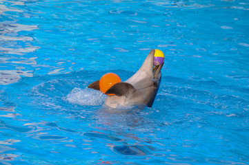 Dolphin is playing with balls. Dolphin holds the ball with fins and teeth.