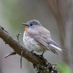 Red-breasted Flycatcher