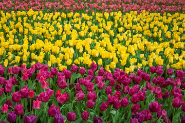 Tulip garden background.
