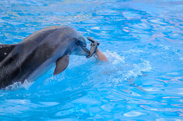 Naklejka premium Dolphin nose pushes diving person in the leg. Dolphin plays with a man.