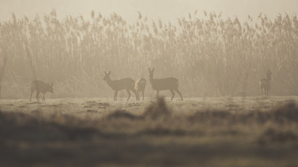 Sprung Rehwild im Morgennebel