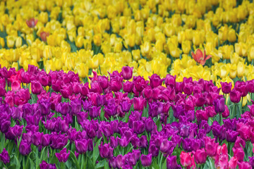 Tulip garden background.