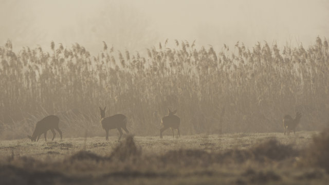 Sprung Rehwild im Morgennebel