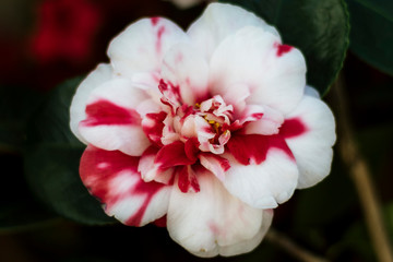 Close up of Red and white Camellia Flower in Bloom