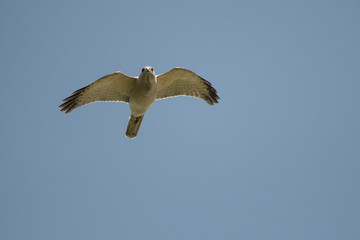 The bird of prey flies against the sky. Shikra (Accipiter badius). Safa Park. Dubai. UAE