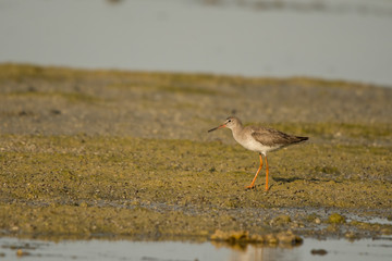 Common redshank / Tringa totanus