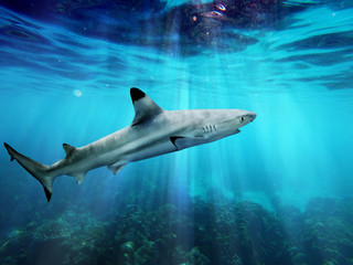 Blacktip reef shark swiming in blue sea with light rays underwater