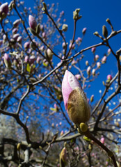 White magnolia flower in early spring