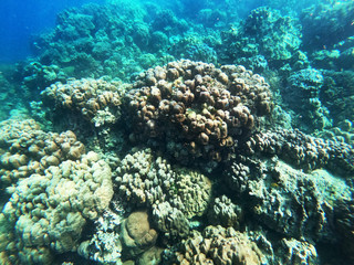 Fototapeta na wymiar coral bleaching from global warming