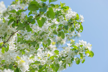 Blooming apple tree