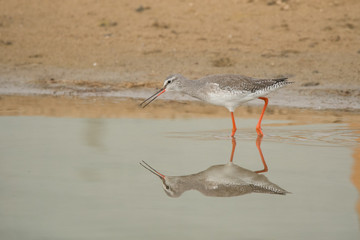 Spotted redshank / Tringa erythropus