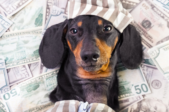 Top View Of A Happy Dog ​​breed Dachshund, Black And Tan, Lies On A Pile Of Counterfeit Money Dollars In A Criminal Costume