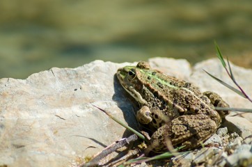 frog on rock