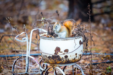 cute little red squirrel sitting on an antique metal trike in garden. soft background focus of browns and autumn leaves.