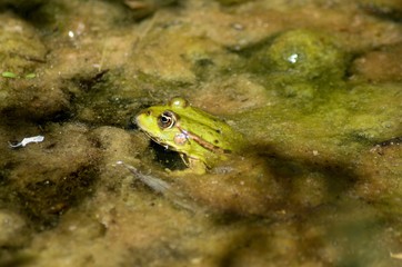 green tree frog