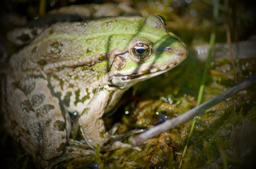frog in pond