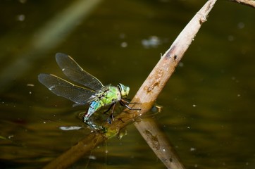 Naklejka premium dragonfly on blade of grass