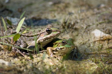 frog in grass
