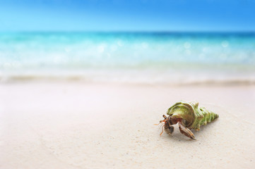 tropical sandy beach with hermit crab shell on white sand summer concept background