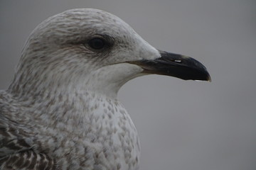 Seagull on Lowestoft beach