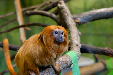 Golden Lion Tamarin