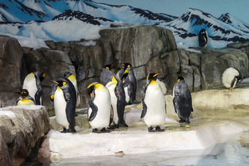 Majestic Penguins