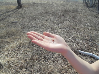 ladybug on the hand