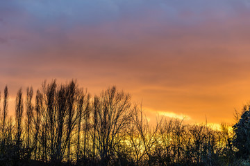 orange sunset on trees