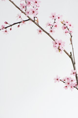 Little rose, pink flower of japanese plum tree in the spring