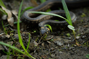Natrix, Snake, Colubridae in the forest, close up.