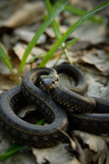 Natrix, Snake, Colubridae in the forest, close up.