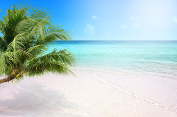 tropical sandy beach with coconut palm tree  white sand summer concept background